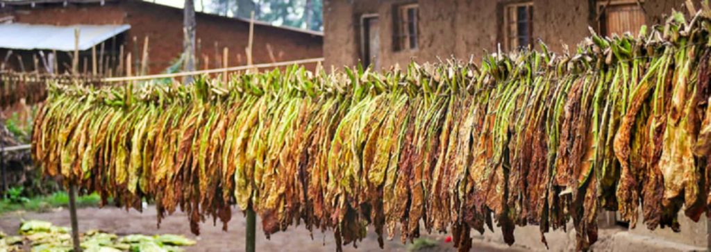 Vintage photo of traditional tobacco farming
