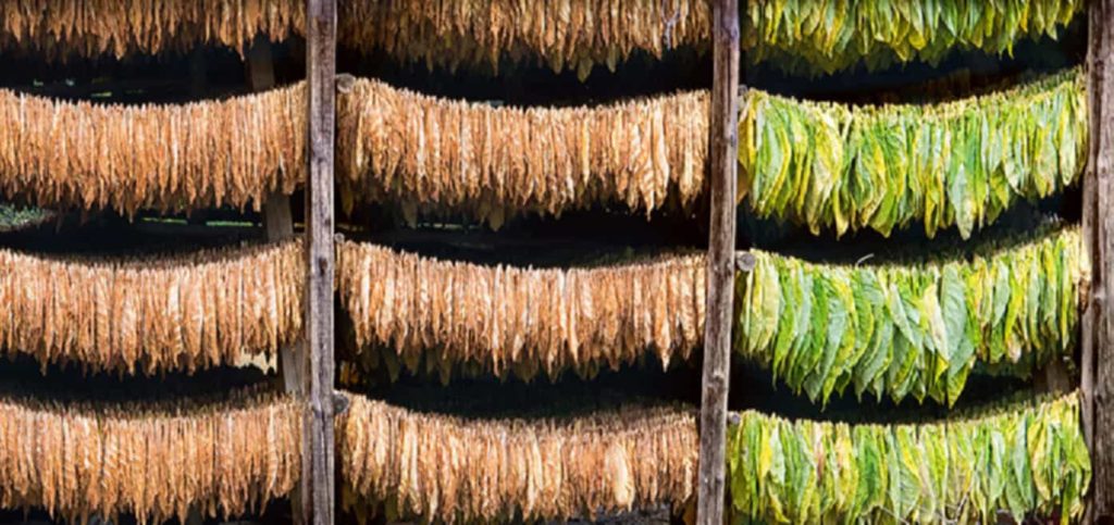 Cameroon tobacco leaves being cured